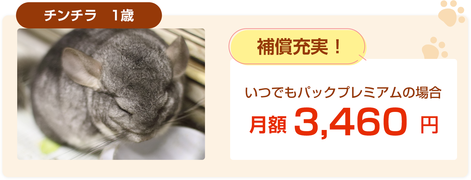 チンチラ1歳保険料例