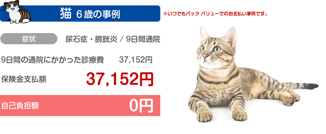 猫6歳の事例