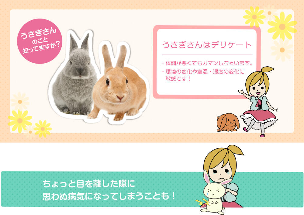 うさぎさんの特徴