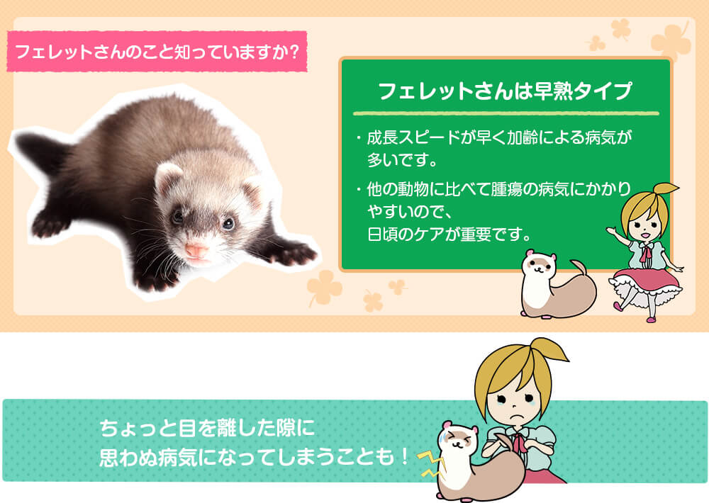 フェレットのこと知っていますか？