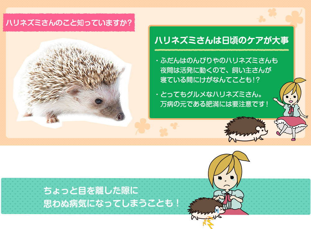 ハリネズミのこと知っていますか?