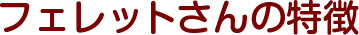 フェレットの特徴