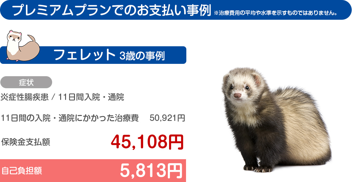 フェレット1歳の事例