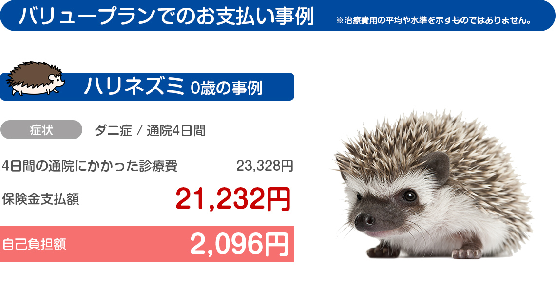 ハリネズミ0歳の事例