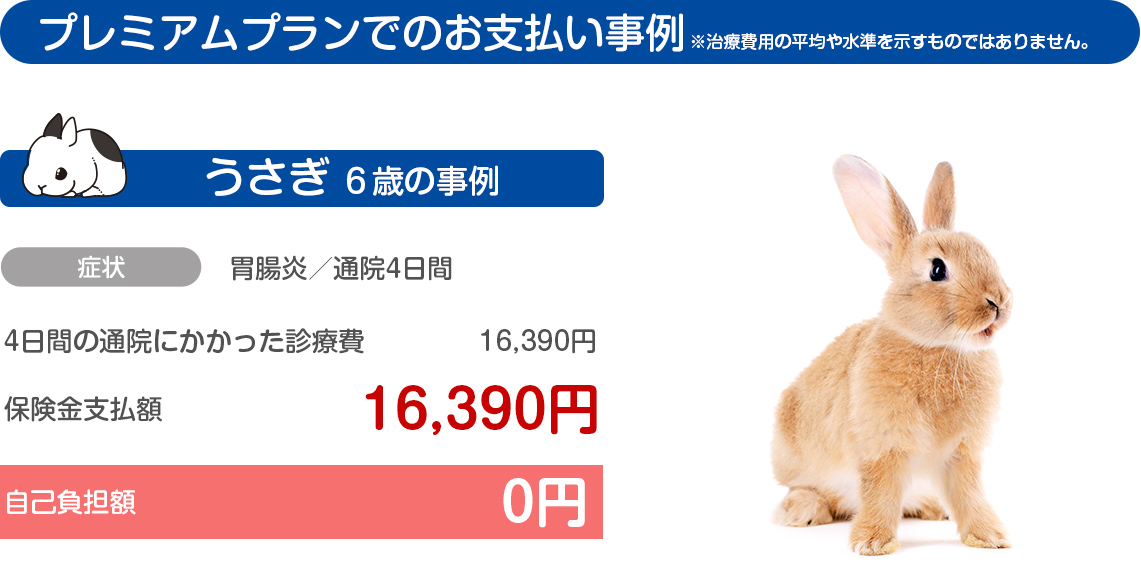 うさぎ6歳の事例