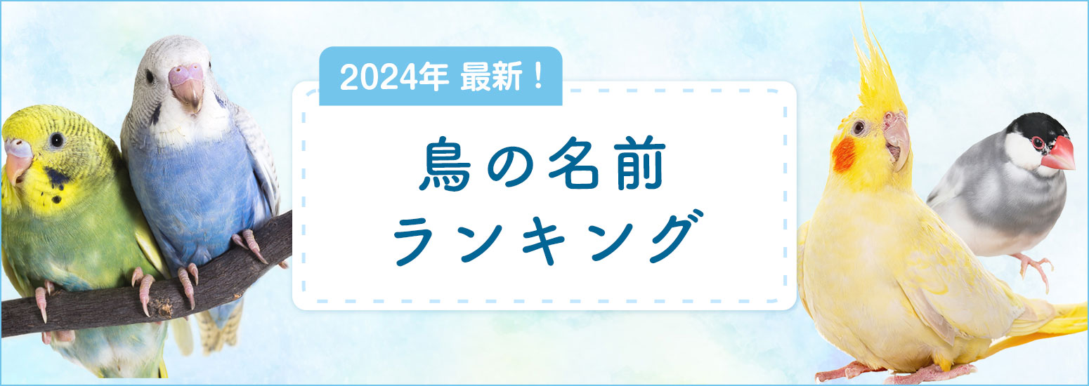 【2024年最新】鳥の名前ランキングを発表！