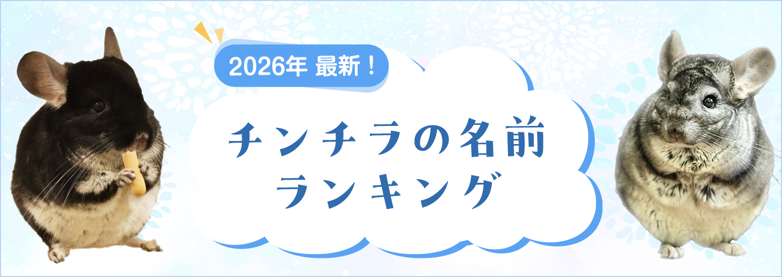 【2026年最新】チンチラの名前ランキングを発表！