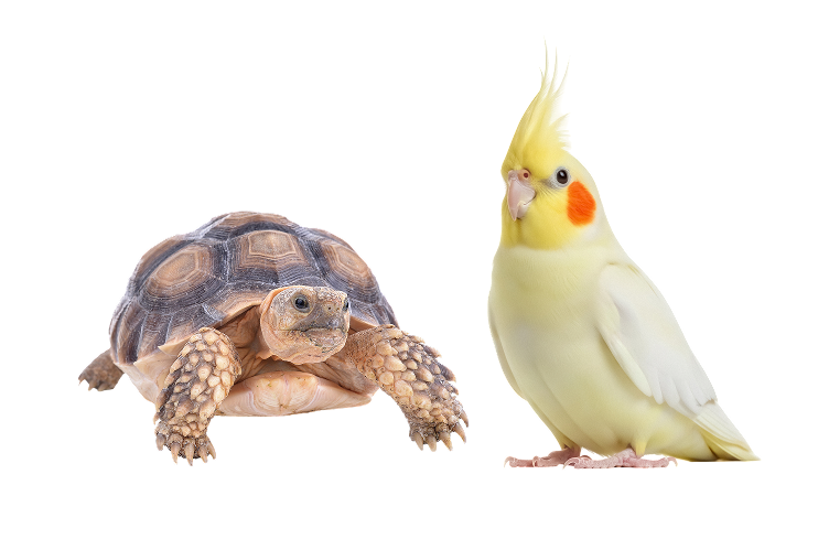 カメとインコ