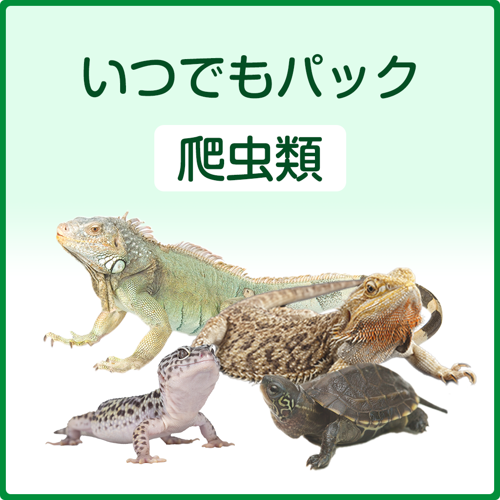 爬虫類プランお申込み